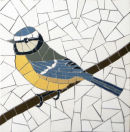 Blue Tit